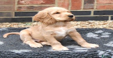 Cocker Spaniel dogs - Advert 6