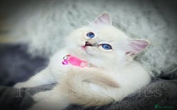 Ragdoll cats for sale: 🩵 Pure Ragdoll Kittens Ready Now 🩷 - Image 6