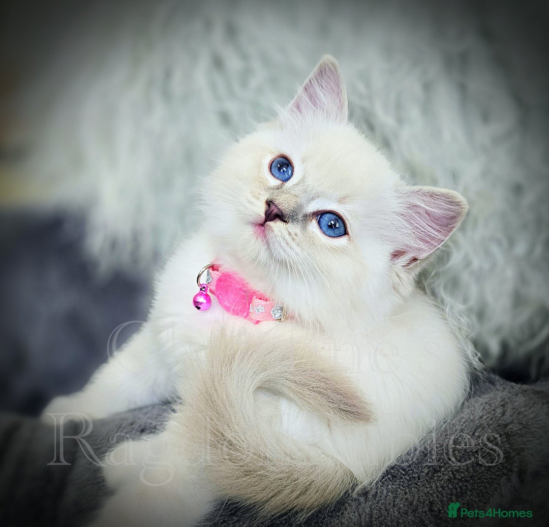 Ragdoll cats for sale: 🩵 Pure Ragdoll Kittens Ready Now 🩷 - Image 6