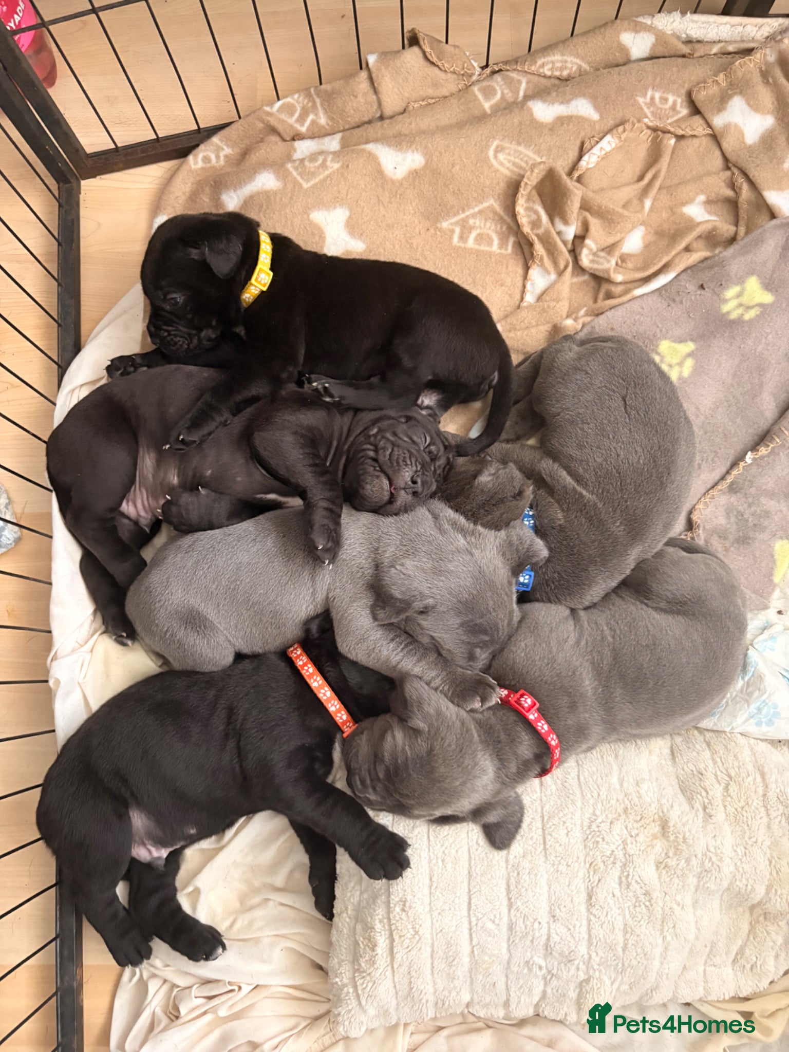 Cane Corso dogs 5 cane corso puppies for sale  - Advert 22