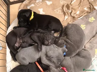 Cane Corso dogs 5 cane corso puppies for sale - Advert 11