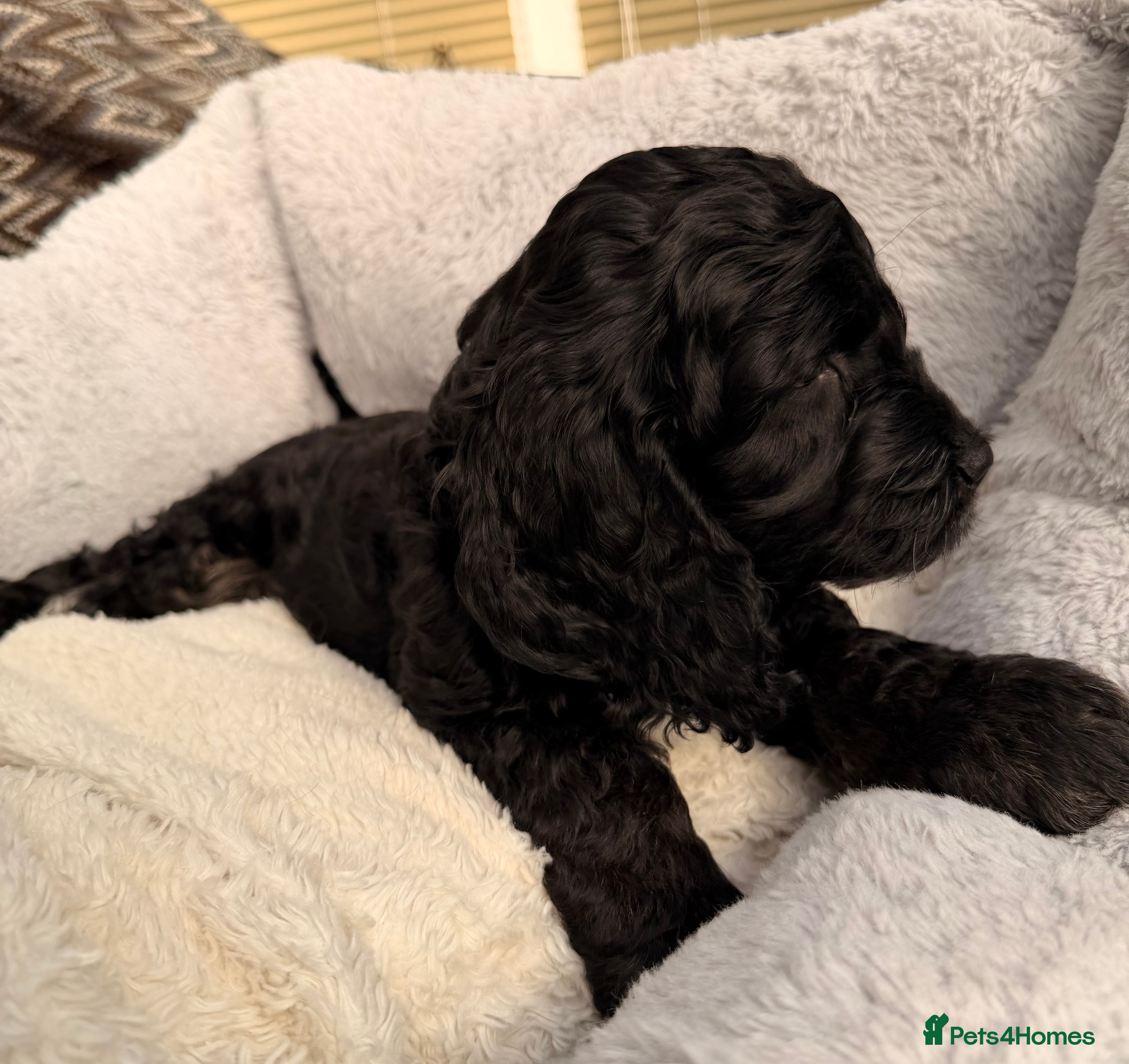 Cockapoo dogs F1 Cockapoo Puppies - Advert 4