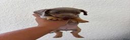 Chiweenie dogs for sale: Last Beautiful silver boy ready to go !! - Advert 12