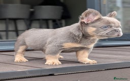 French Bulldog dogs for sale: Beautiful lilac and tan fluffy female  - Image 5