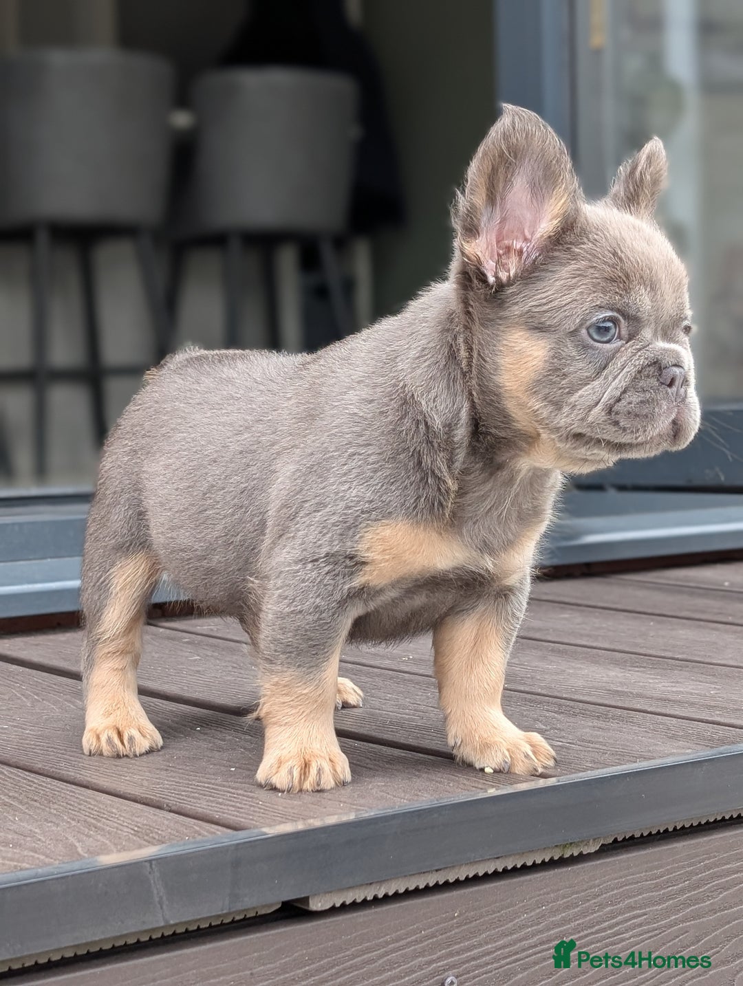 French Bulldog dogs for sale: Beautiful lilac and tan fluffy female  - Image 5