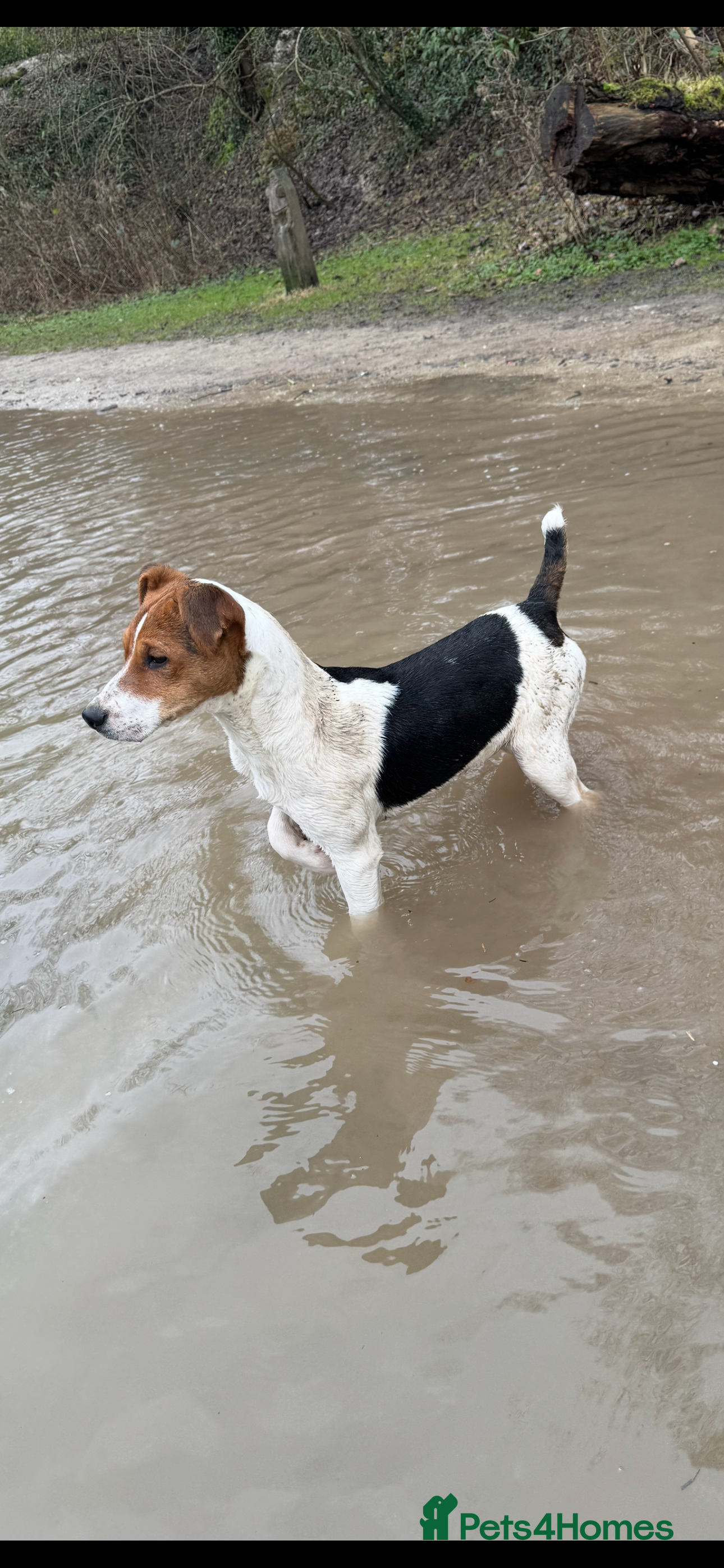 Jack Russell dogs Jack Russel boy  - Advert 14