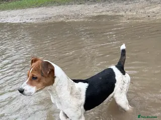 Jack Russell dogs Jack Russel boy - Advert 14