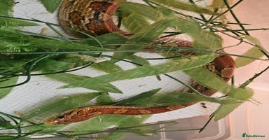 Corn Snake reptiles - Advert 3