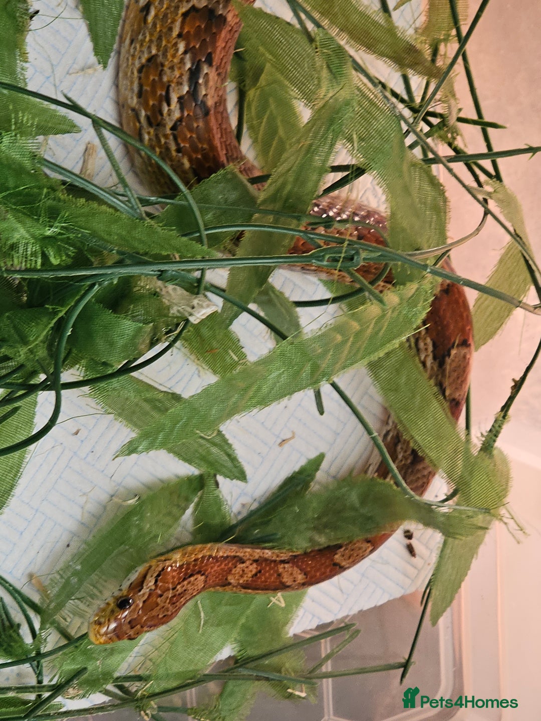 Corn Snake reptiles for sale: Red/orange corn snake and vivarium  - Image 2