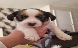 Mixed Breed dogs for sale: Jack tzu puppies - Advert 4