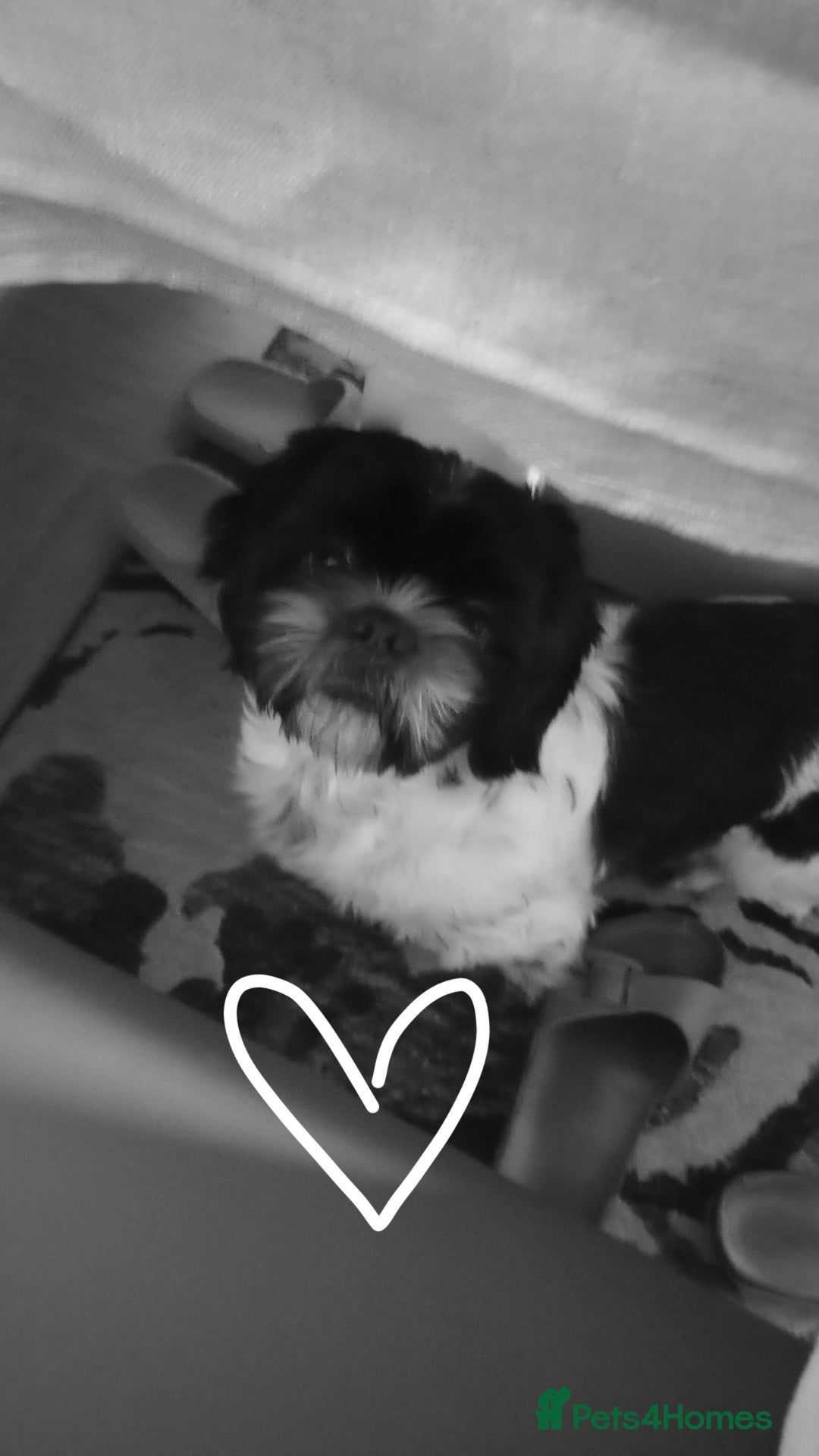 Shih Tzu dogs for sale: Adorable shih-tzu puppies - Advert 15