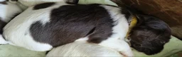 English Springer Spaniel dogs for sale: Gorgeous KC reg ES spaniel Pups - Advert 17