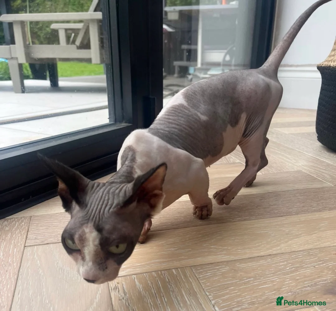 Sphynx cats for sale: Sphynx cat - Advert 2