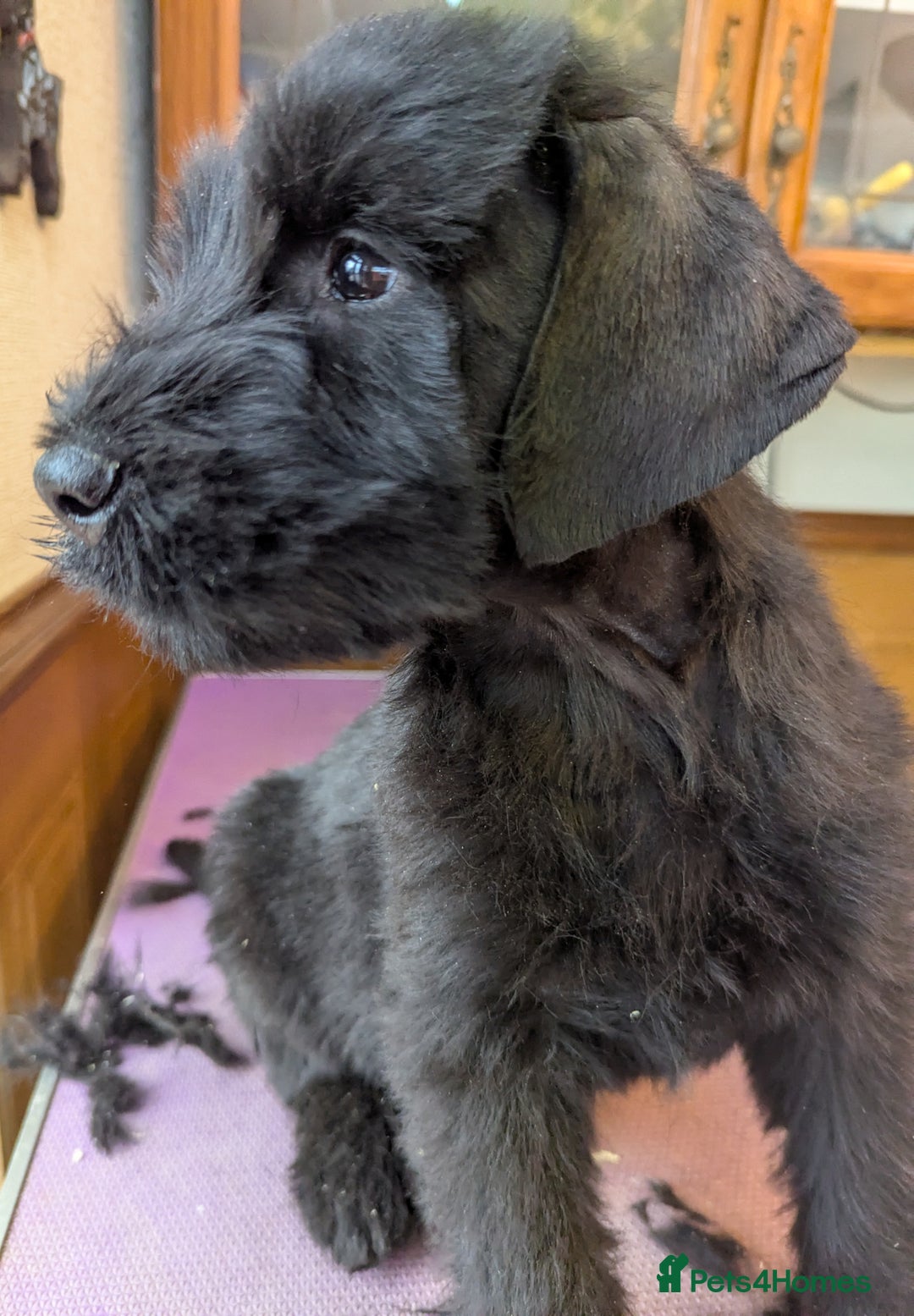 Giant Schnauzer dogs for sale: Health Tested Giant Schnauzer Pups Due 23rd August - Image 13