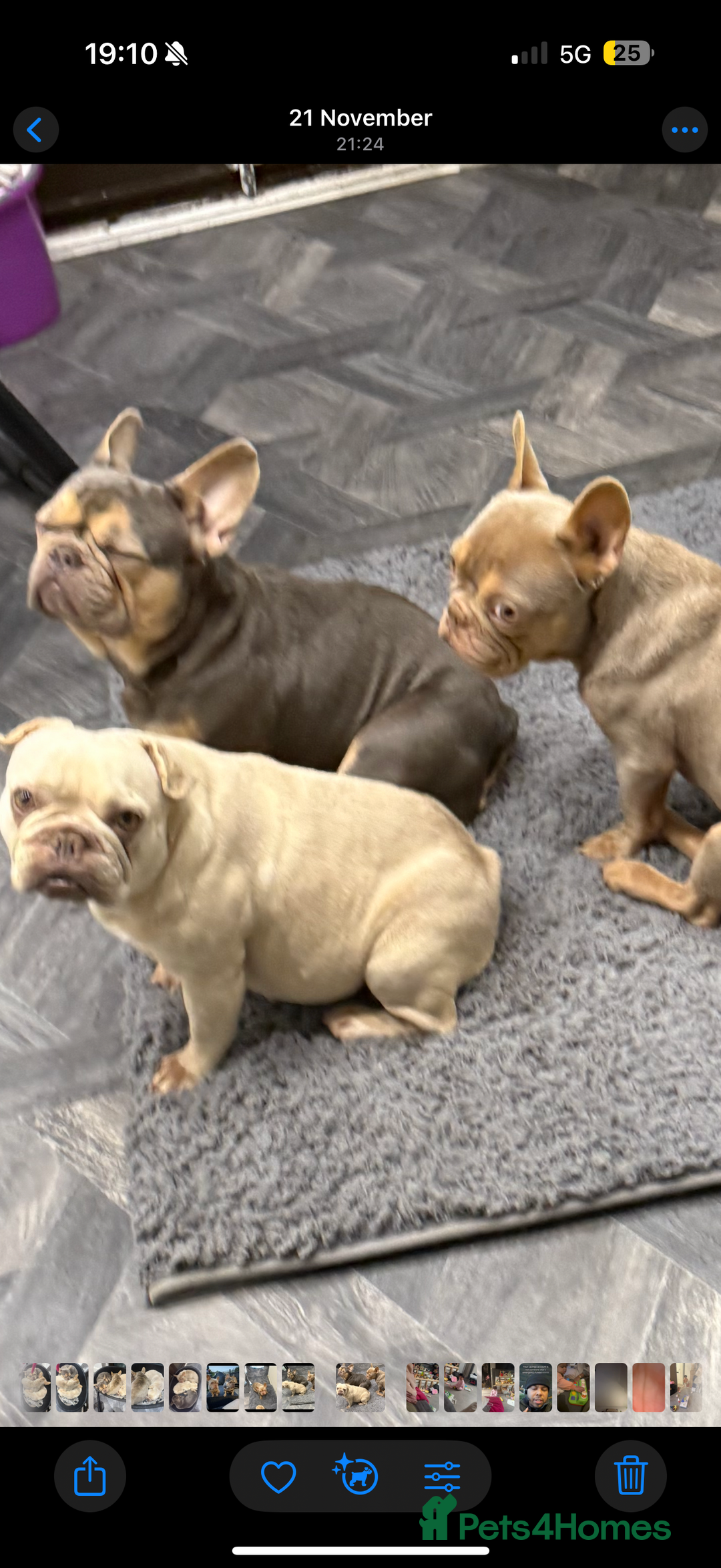 French Bulldog dogs for sale: 3 French Bulldogs Need New Home ASAP FREE  - Advert 3