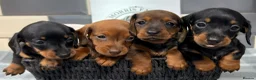 Miniature Dachshund dogs for sale: Outstanding quality Russian bloodline minis - Advert 1