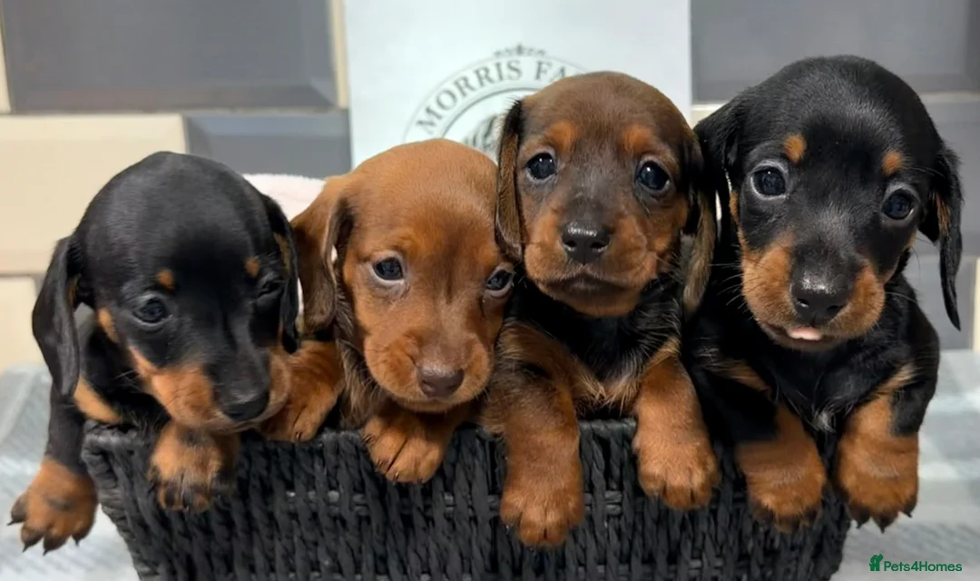 Miniature Dachshund dogs for sale: Outstanding quality Russian bloodline minis - Advert 1