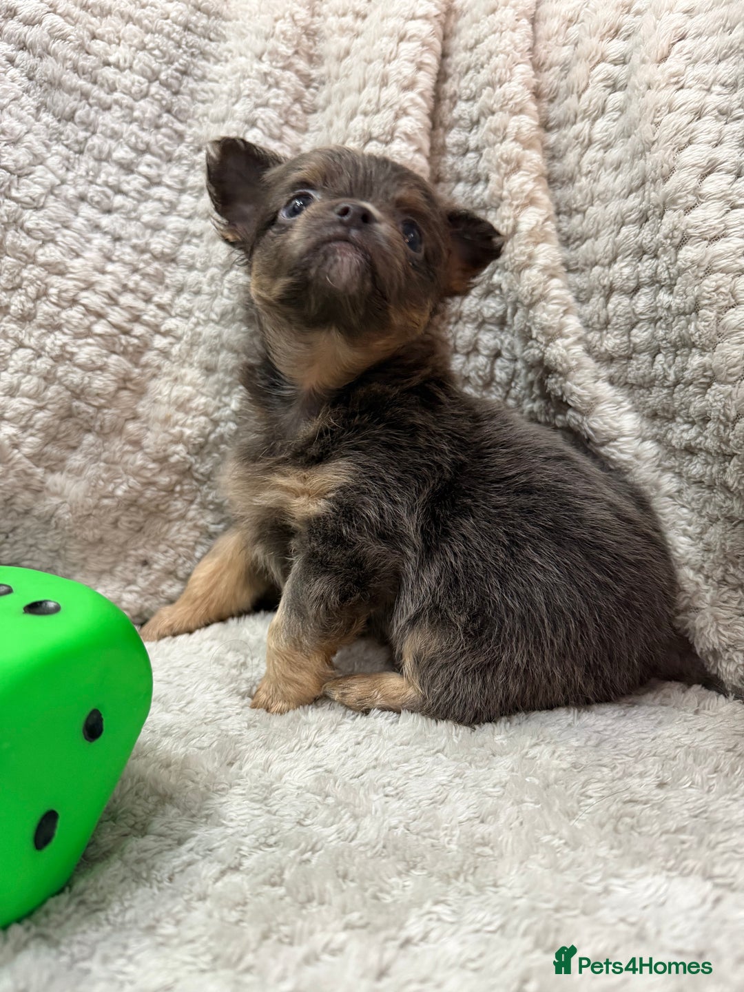 Chihuahua dogs for sale: Female Rare blue tan LC and black tri colour  - Advert 8