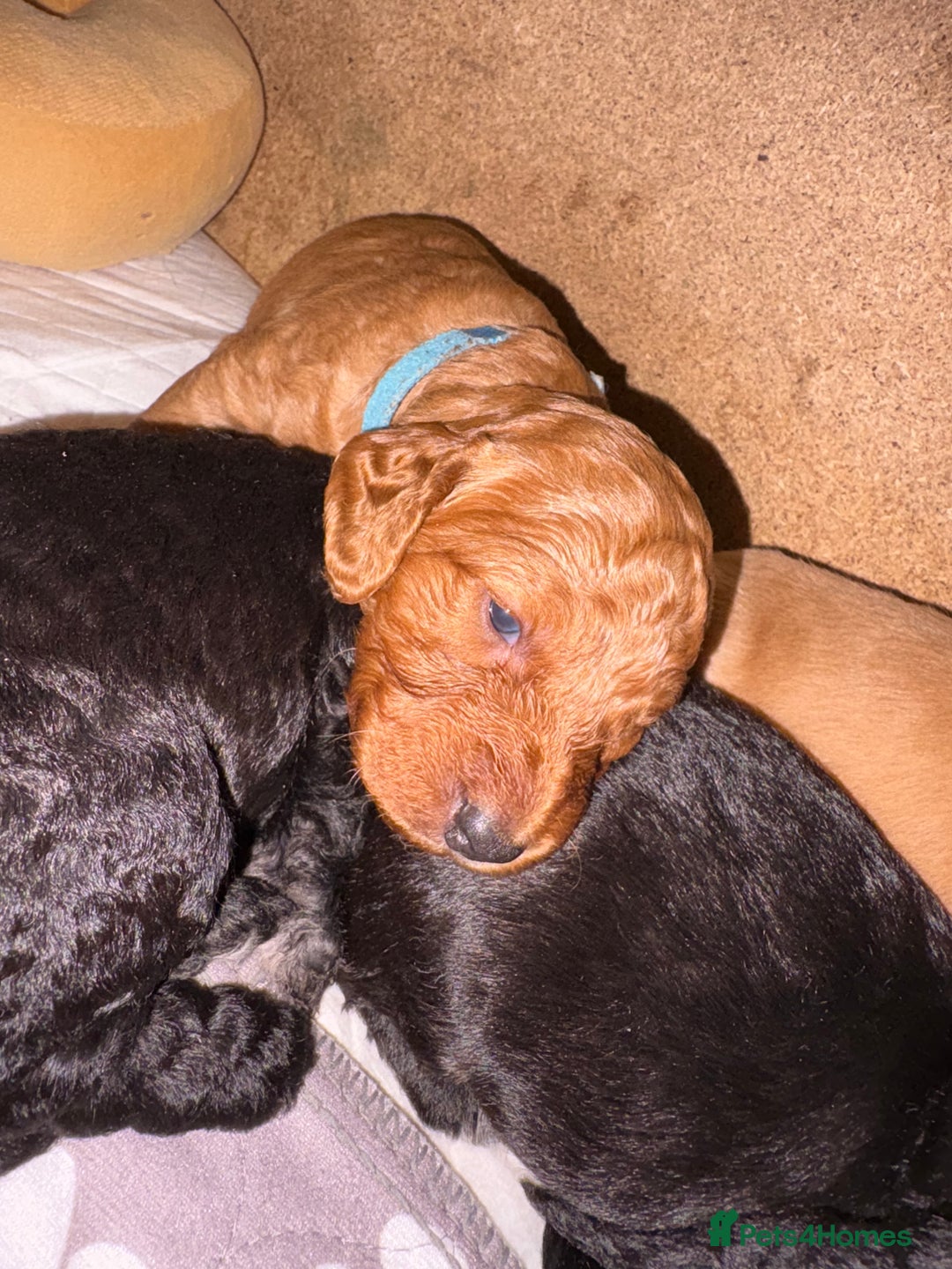 Cockapoo dogs for sale: Beautiful litter of 10 Cockapoo pups  - Advert 15