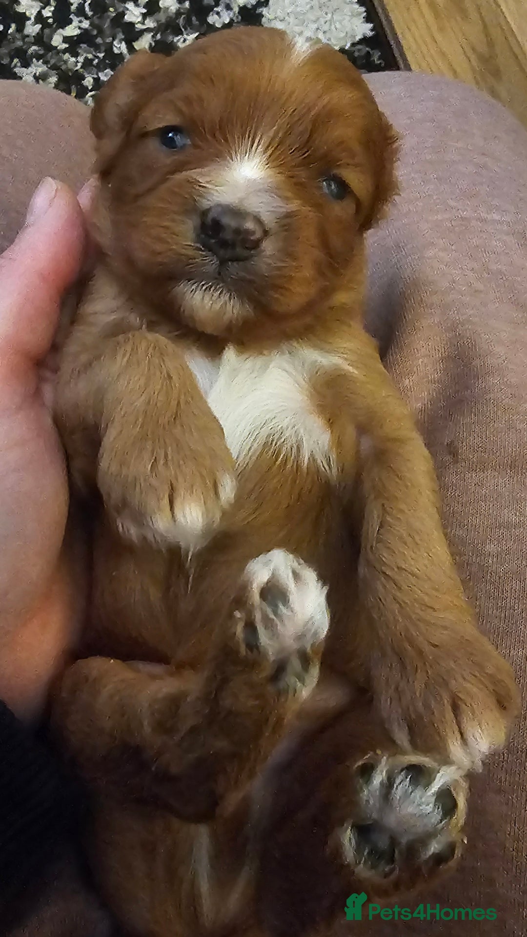 Cavapoo dogs for sale: Exceptional Quality F1 Cavapoos - Advert 3