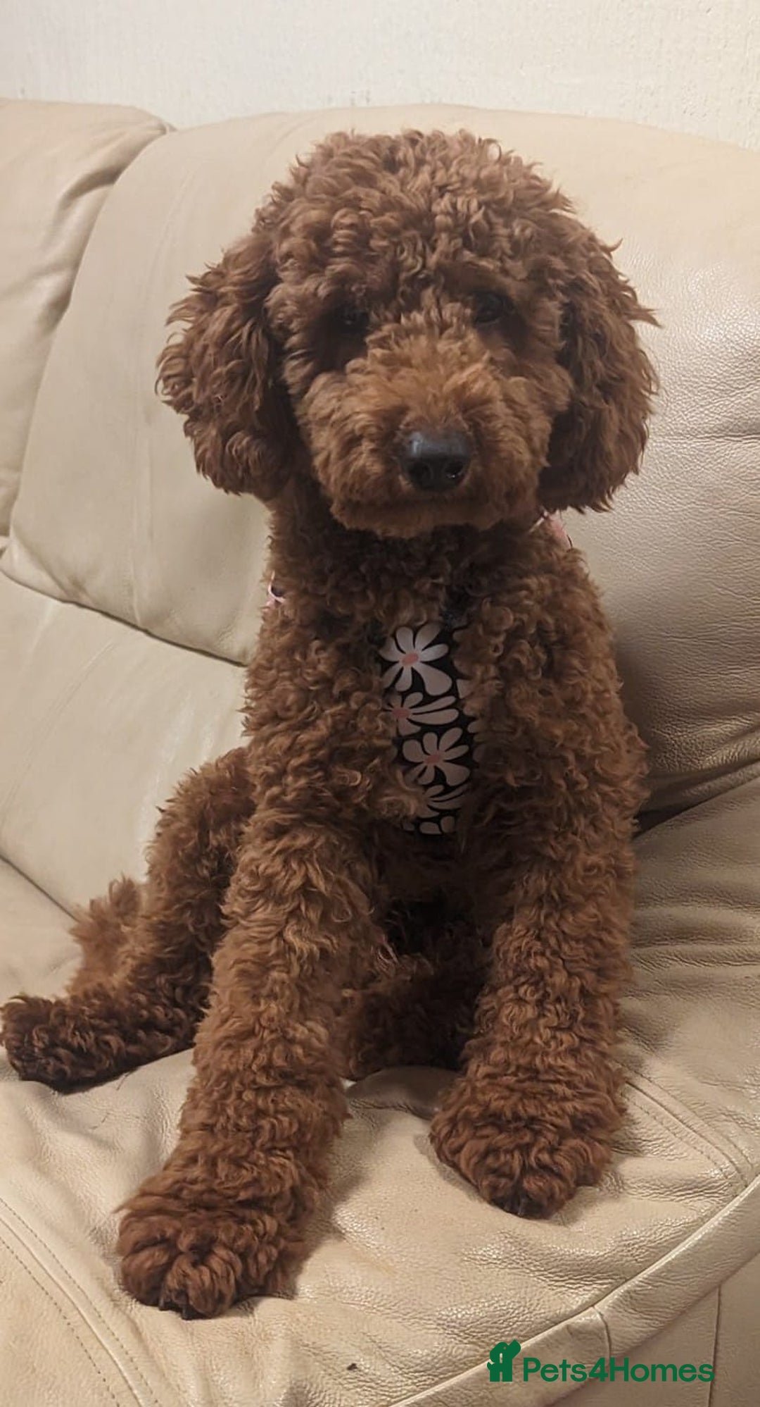 Labradoodle dogs for sale: Outstanding beautiful labradoodles F3b puppies - Image 23