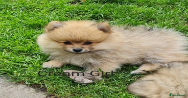 Mixed Breed dogs - Advert 15