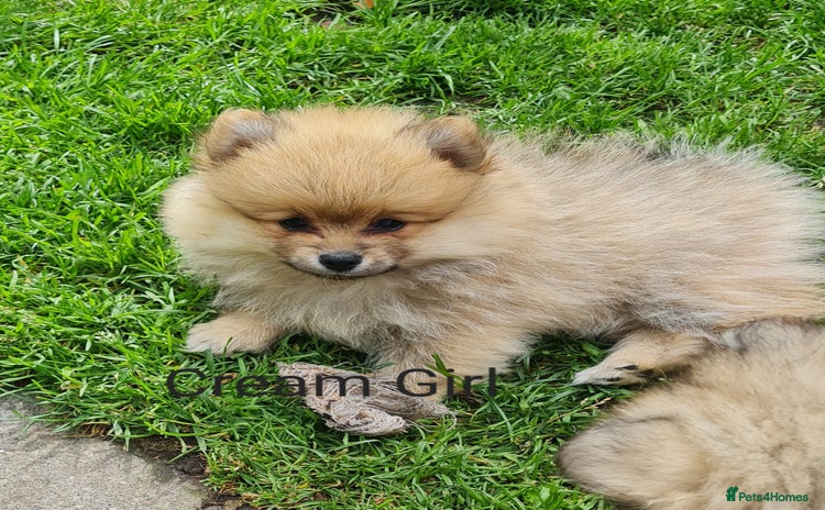Mixed Breed dogs - Advert 12