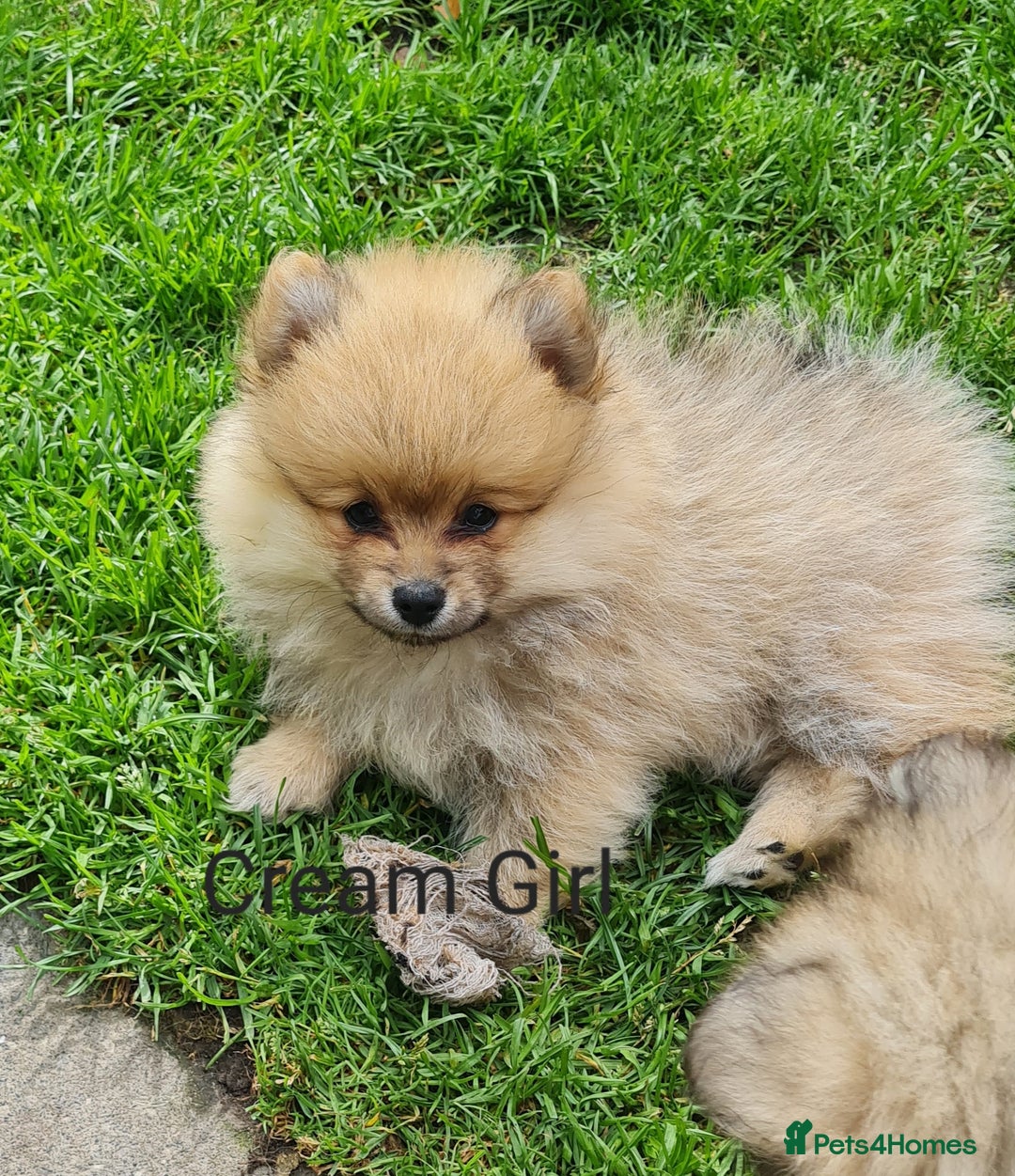 Mixed Breed dogs for sale: Ready now Pomeranian cross. ( Lapponian ) - Image 4