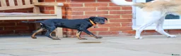 Mixed Breed dogs for adoption: Lovely Little Lotus - Advert 5