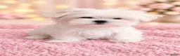 Maltese dogs for sale: Pure Korean Maltese puppies  - Advert 10