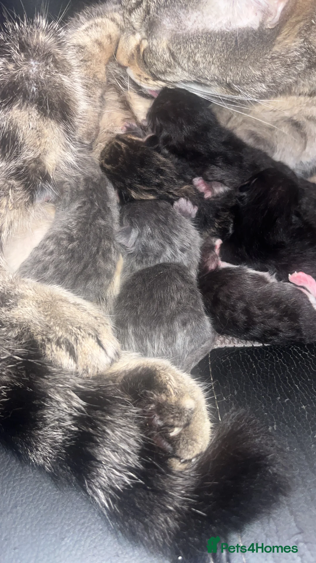 Domestic Shorthair cats for sale: Kittens  - Advert 5