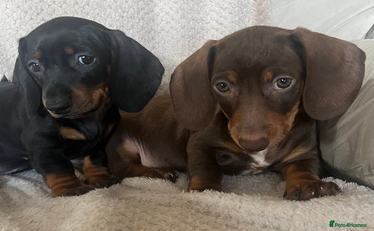Dachshund dogs - Advert 1