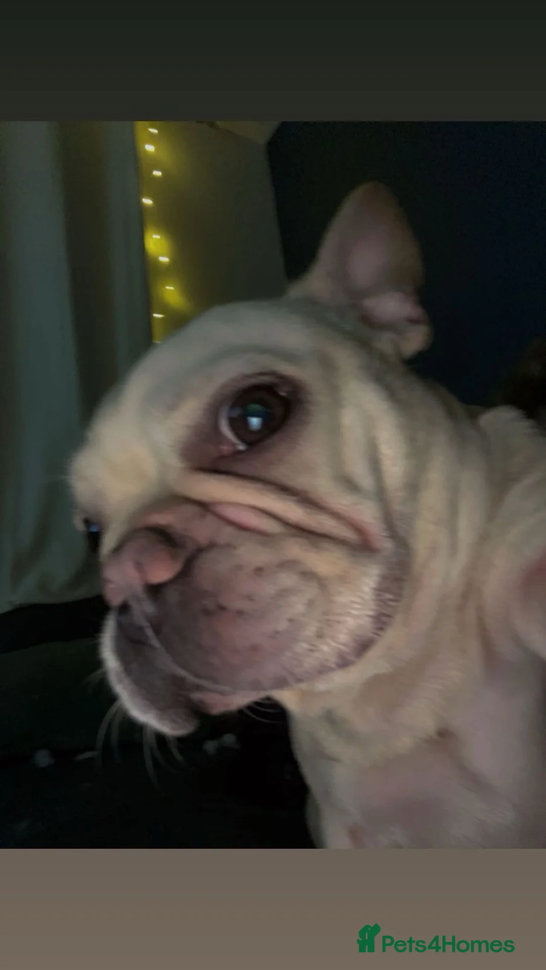 French Bulldog dogs for sale: Coco - Frenchie  - Advert 2