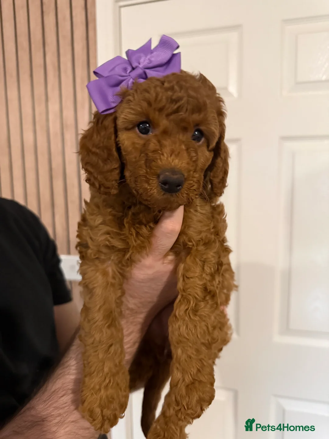 Labradoodle dogs for sale: Exceptional F1BB Labradoodle Puppies - Home Raised - Advert 31