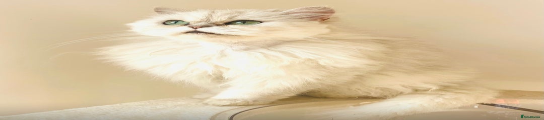 Luna Persian Kitten 2