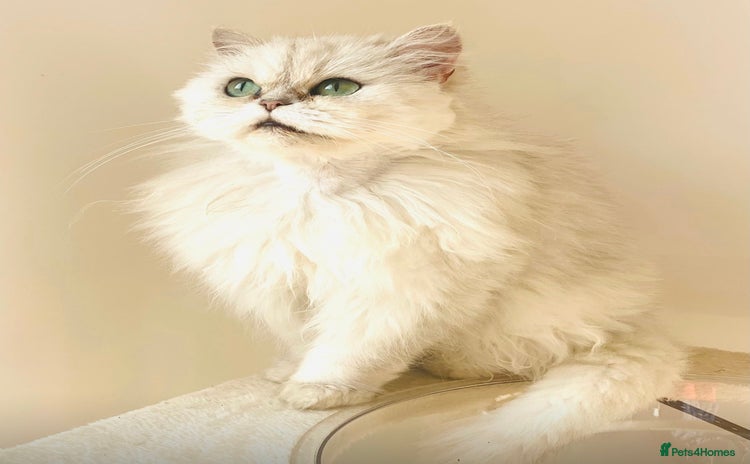 Persian cats - Advert 14