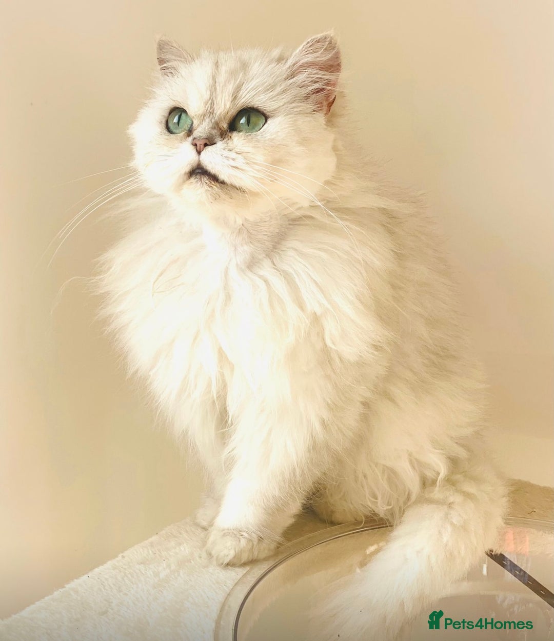 Persian cats for sale: Persian Chinchilla female - Image 4