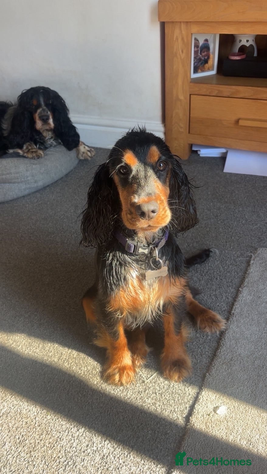Cocker Spaniel dogs Mavis is needing a new home - Advert 12