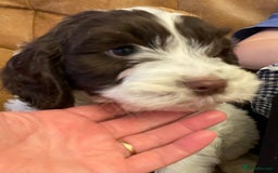 Cockapoo dogs for sale: Chunky Cockapoo Puppies - Image 15
