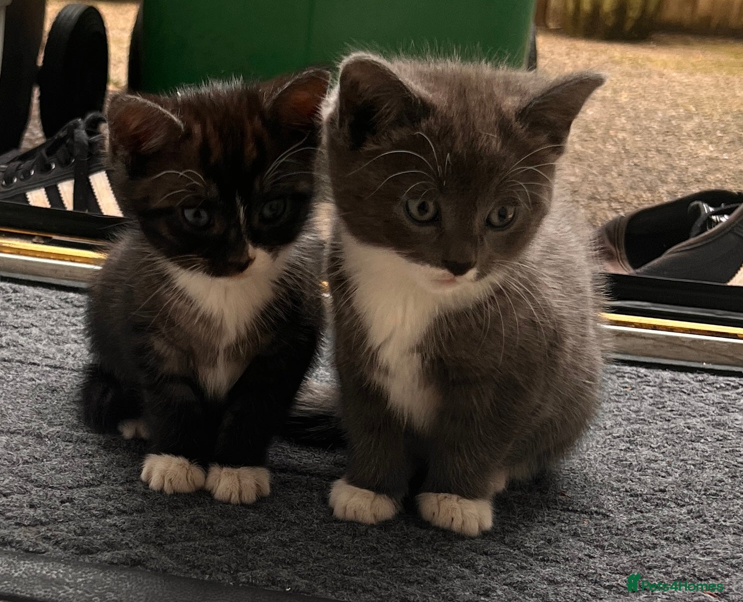 Domestic Shorthair cats for sale: 🐾 Gorgeous Kittens Ready for Loving Homes 🐾 in Nottingham - Advert 2