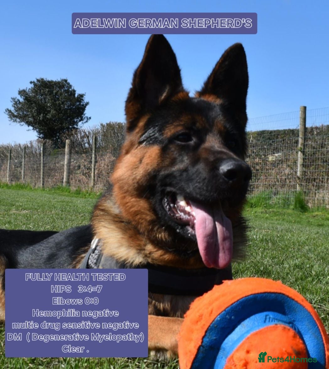 German Shepherd dogs KC REG FULLY HEALTH TESTED STUD ,  - Advert 1
