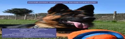 German Shepherd dogs for stud: KC REG FULLY HEALTH TESTED STUD ,  - Advert 1