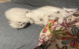 Ragdoll cats for sale: Lynx fluffballs  - Image 9