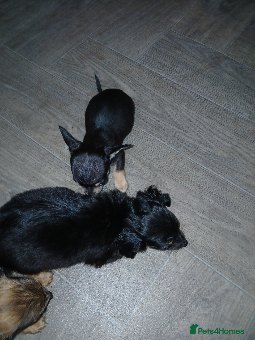 Mixed Breed dogs for sale: Chalky pups - Image 4
