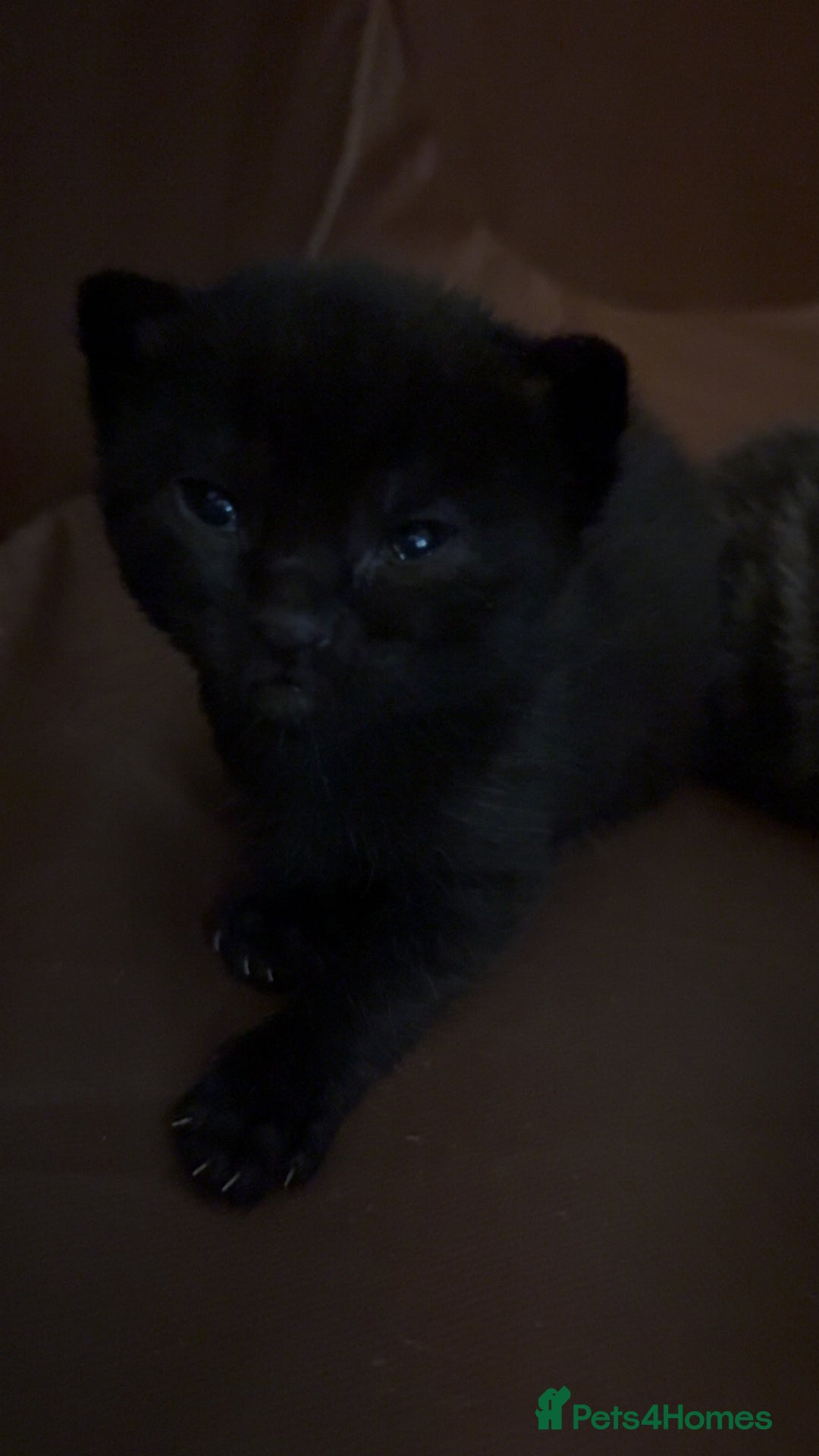 Mixed Breed cats for sale: Kittens for sale  - Image 10
