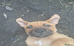 Mixed Breed dogs for sale: Cane Corso x Bulldog Puppies for Sale - Image 1
