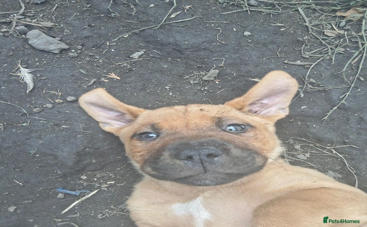 Mixed Breed dogs - Advert 1