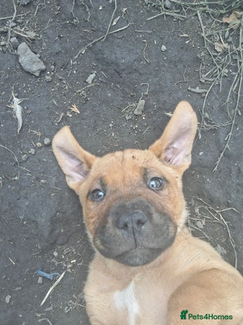 Mixed Breed dogs - Advert 5