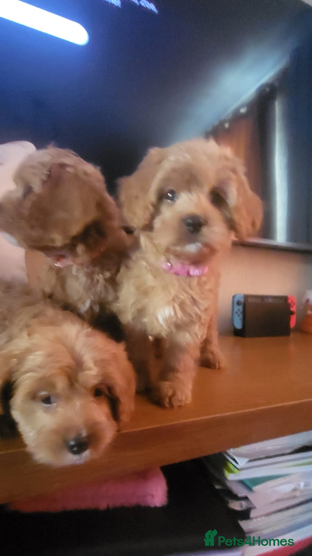 Cavapoo dogs for sale: Exquisite F1 Cavapoo Puppies - Advert 6