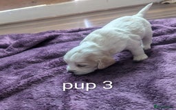 Sprocker dogs for sale: 5 sprocker puppies for sale - Image 9